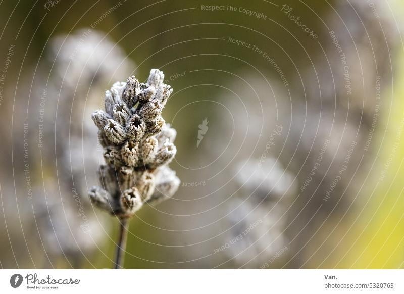 Plant thingy Blossom Dry withered Close-up Shriveled Nature Faded Shallow depth of field Autumn Exterior shot Colour photo Wild plant Deserted