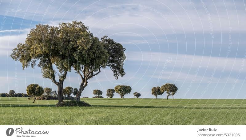 panoramic view of a field of green cereal, with spreading oak trees on a spring day with blue sky and some clouds, rainfed agriculture of barley and wheat