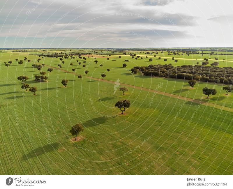 aerial image of huge fields of cereal crops against the horizon, with scattered trees, drone point of view aerial view barley wheat agriculture fly flying