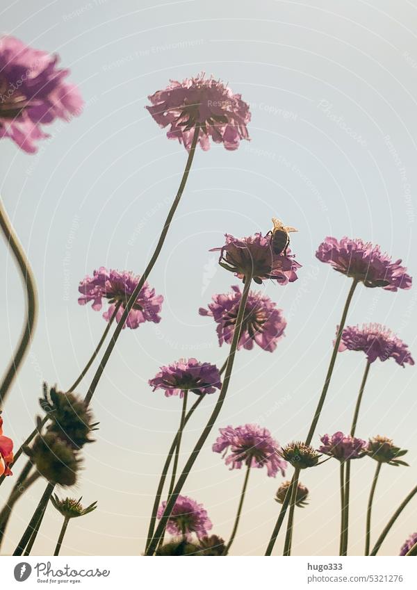 Scabiosa scabiosis Field Scabious card plant Nature Plant Flower Blossom Summer Colour photo Green Exterior shot Spring Deserted Garden Shallow depth of field