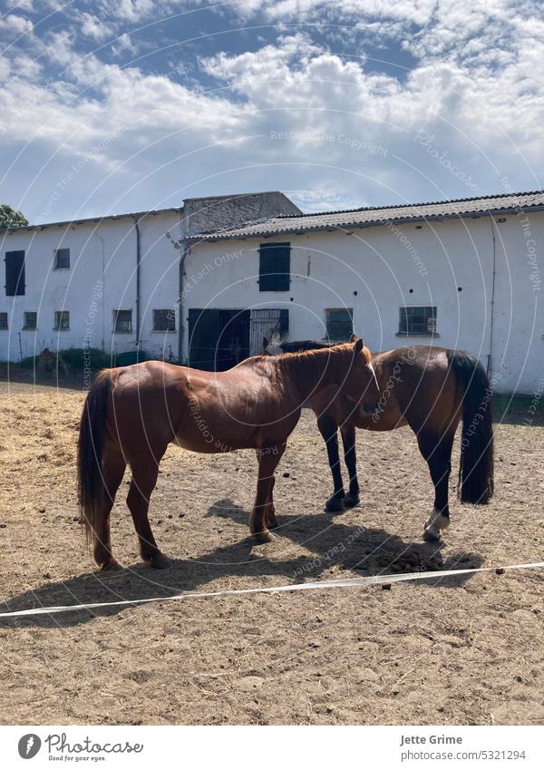 Horse(e) sport Animal Mane Exterior shot Nature Brown Animal portrait Colour photo Sky Clouds Silhouette Summer Ride Farm Love of animals Sports Joy Rider Ranch