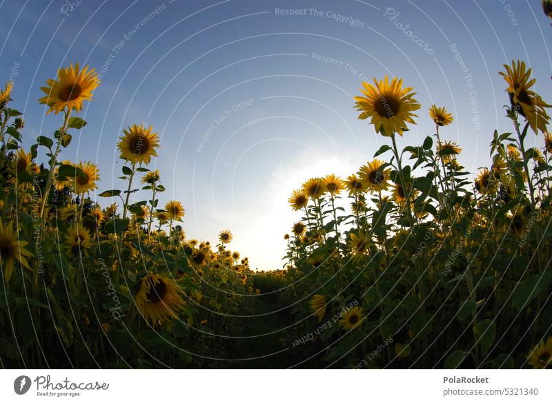 #A0# Sunflower flavor Sunflower field Sunflowers Sunflower oil Field Exterior shot Summer