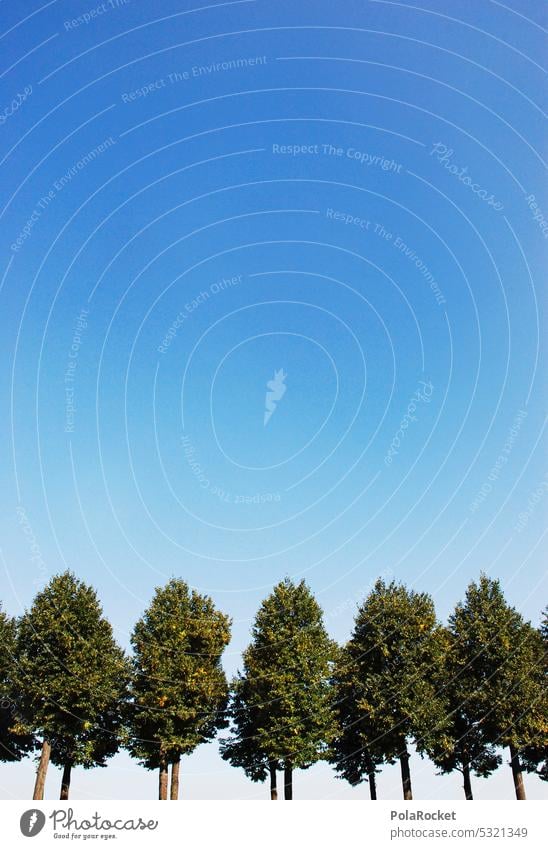 #A0# In series Row of trees Avenue avenue trees tree-lined avenue Nature Sky Symmetry symmetric Tree Landscape Exterior shot Sequence Deserted Summer