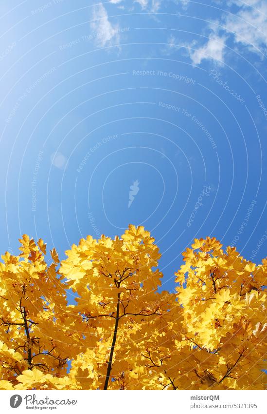 autumn yellow Autumn Yellow Sky Holiday season Nature Leaf Tree