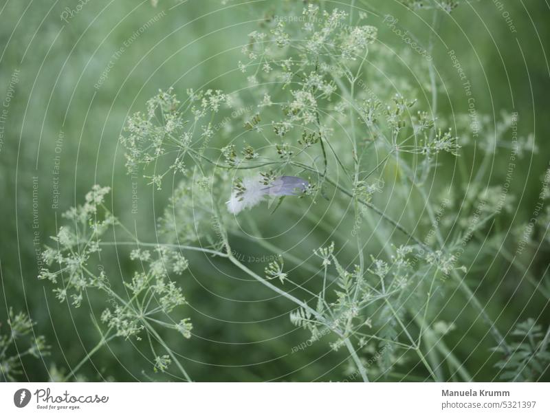 Feather held in a flower branch Close-up Detail Colour photo Structures and shapes Dreamily Green Easy Fuzz Ease Downy feather Delicate