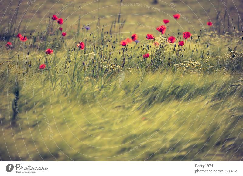 Red poppy in wheat field swaying in the wind Poppy Wheatfield wild flowers Wind Corn poppy Summer Field Nature Flower Plant Blossom Poppy blossom Landscape