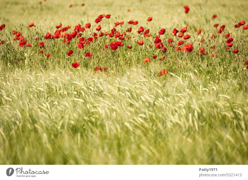 Red poppy blooms in wheat field Poppy Wheatfield Field Summer Corn poppy Nature Flower Poppy blossom Landscape Blossom Idyll Shallow depth of field ecology