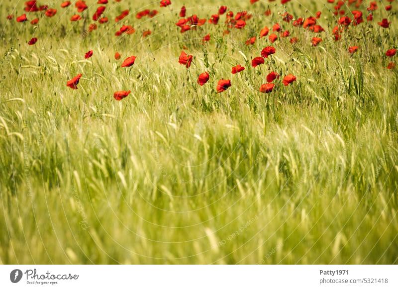 Red poppy blooms in wheat field Poppy Poppy blossom Wheatfield Wind Many Field Nature Summer Blossom Flower Plant Corn poppy Wild plant Landscape Idyll Peaceful