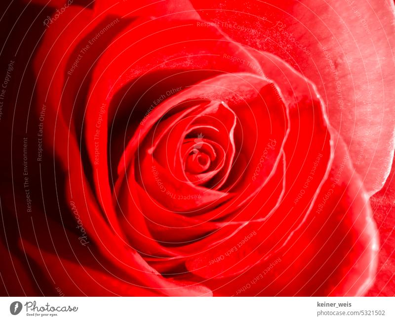 A rose is a rose is a rose pink Rose blossom Red Rose leaves Flower Blossom petals Plant Macro (Extreme close-up) Romance Esthetic Colours Close-up texture