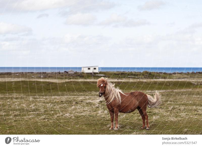 Stormy times - Icelandic horse - just got up Horse stormy Wind Weather Funny Hair Landscape vacation road trip equine Meadow Outdoors pretty Grass Cute Farm