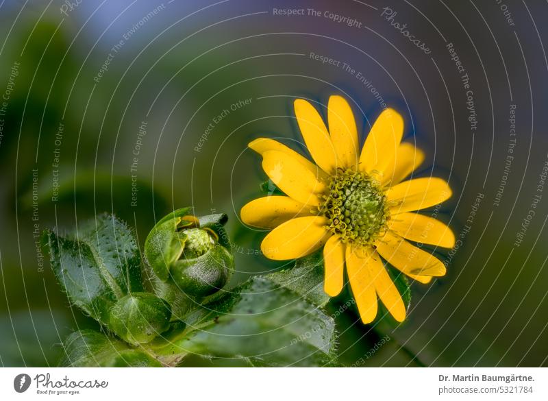 Hussar's button, Sanvitalia procumbens, Lam. from Central America. Hussar button inflorescence yearlong summer bloomers Balcony plant composite asteraceae