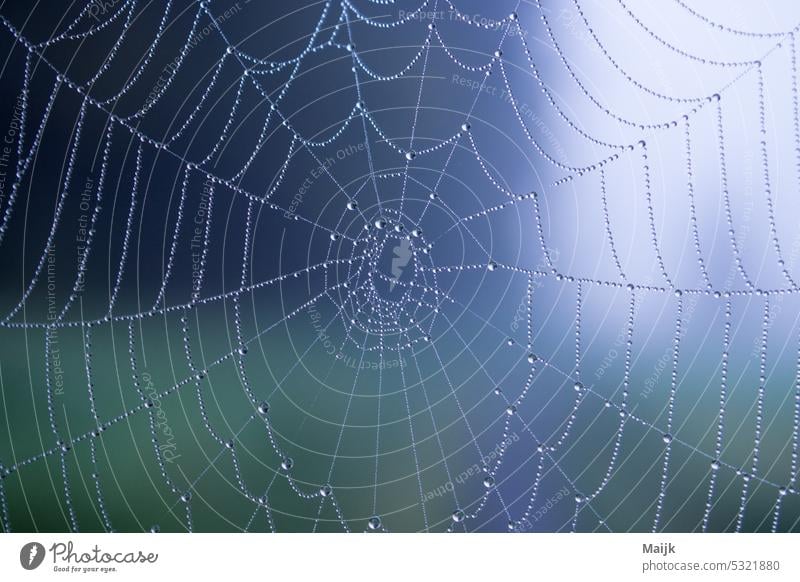 net Spider's web Dew Water bike net Drops of water Macro (Extreme close-up) Nature Net Wet Morning naturally Colour photo dew drops Shallow depth of field