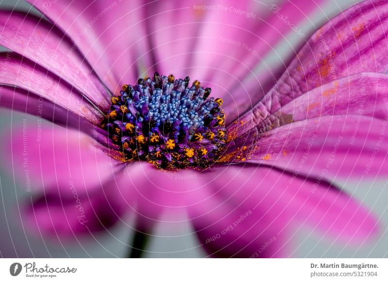 Bornholm daisy, Osteospermum ecklonis; cultivated form, inflorescence Cultural form blossom from South Africa dwarf shrub Evergreen frost-sensitive composite