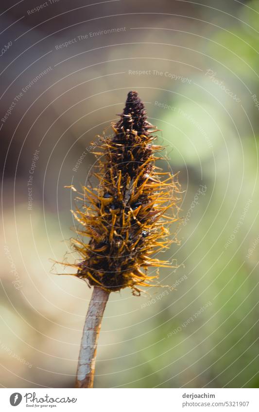 The ribwort plantain is withered. - Plantgo lanceolata ) faded flower natural light Faded daylight Spring Near naturally Flower Nature Natural color