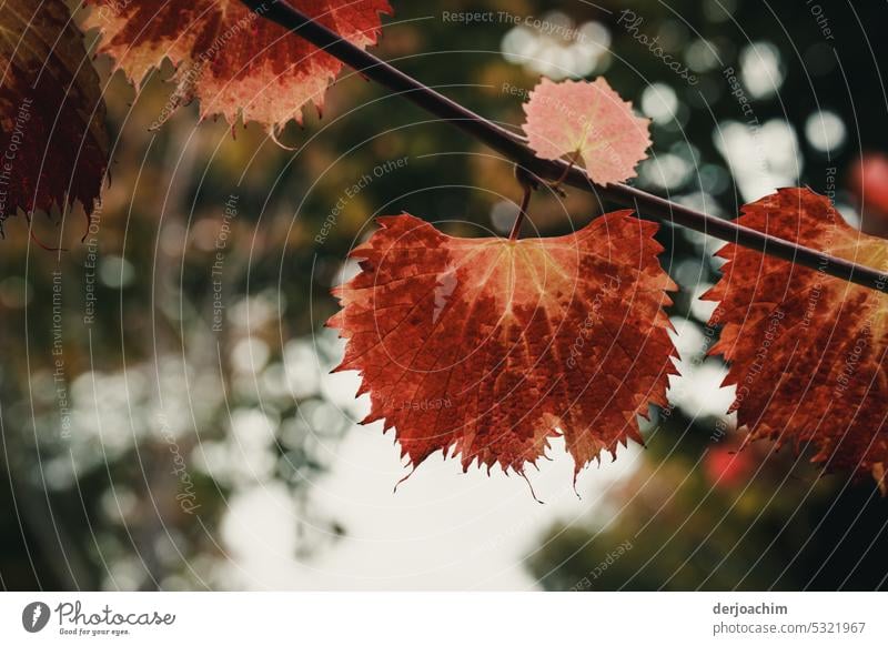 One leaf..autumn color Leaf Tree Nature Autumn Autumn leaves Deserted Multicoloured Exterior shot Colour photo Sunlight Autumnal colours Beautiful weather Day