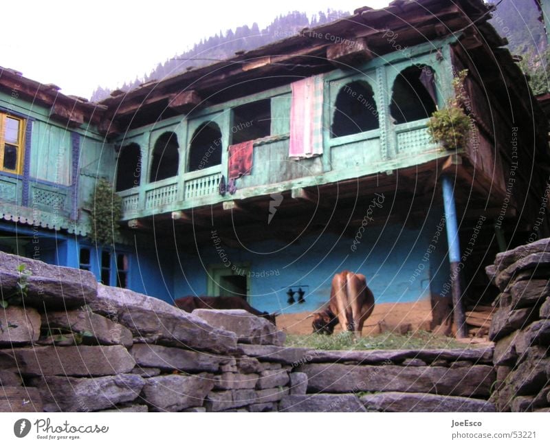 manali cow Calm Vacation & Travel Trip Far-off places House (Residential Structure) Hut Wall (barrier) Wall (building) Hat Wild animal Cow Blue Serene Colour