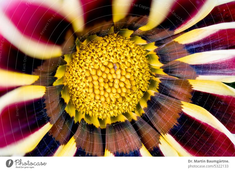 Gazania, gazania hybrid, inflorescence Gazania hybrid blossom Garden form variety composite asteraceae from South Africa Plant Flower frost-sensitive Close-up