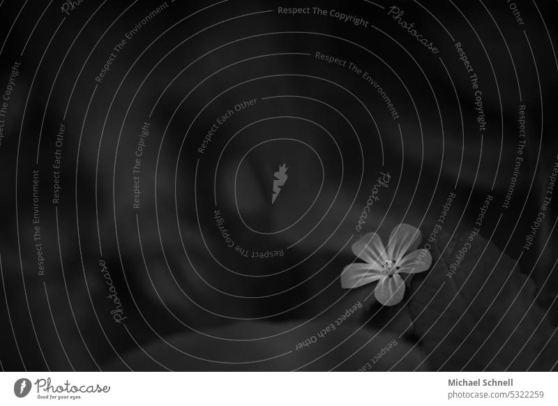 small blossom Blossom Black & white photo black-and-white Black and white photography Nature Environment Deserted B/W Delicate Bright spot rays of hope