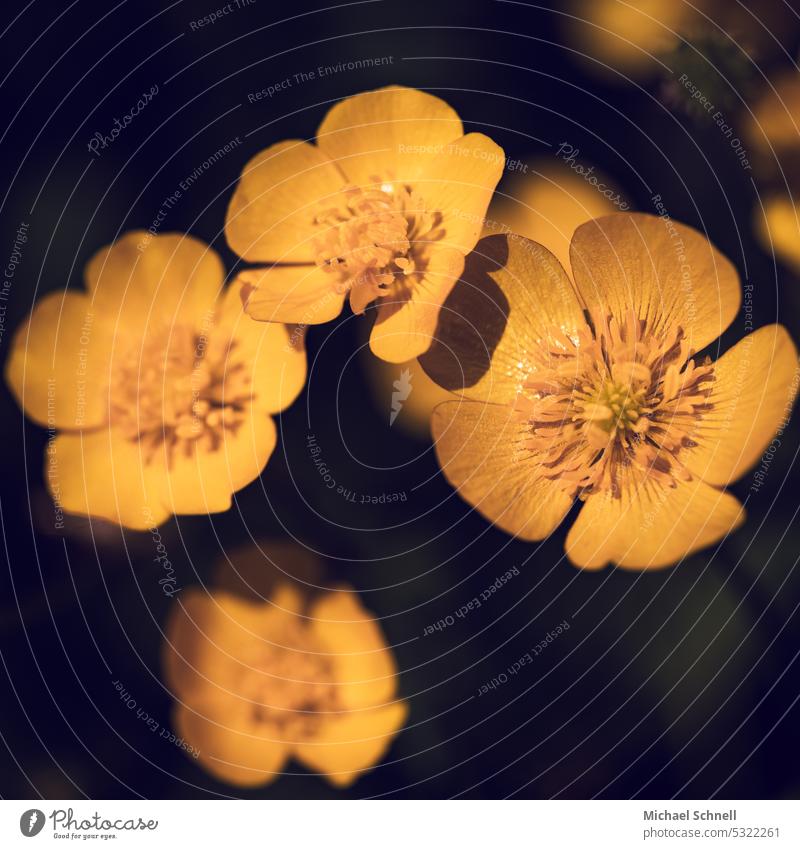 Creeping buttercup (Ranunculus repens) in the evening sun Crowfoot plants Buttercup Blossom Flower Plant Meadow ranunculaceae shallow depth of field 4 blossom