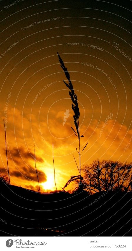 Lonely. Sunset Grass Blade of grass Clouds Sky jarts