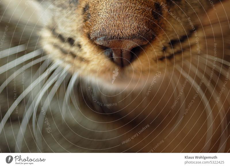 The nose of my cat, seen from close up it shows many interesting details Cat hangover Animal face Nose cat's nose Pelt Pet Animal portrait Domestic cat Snout