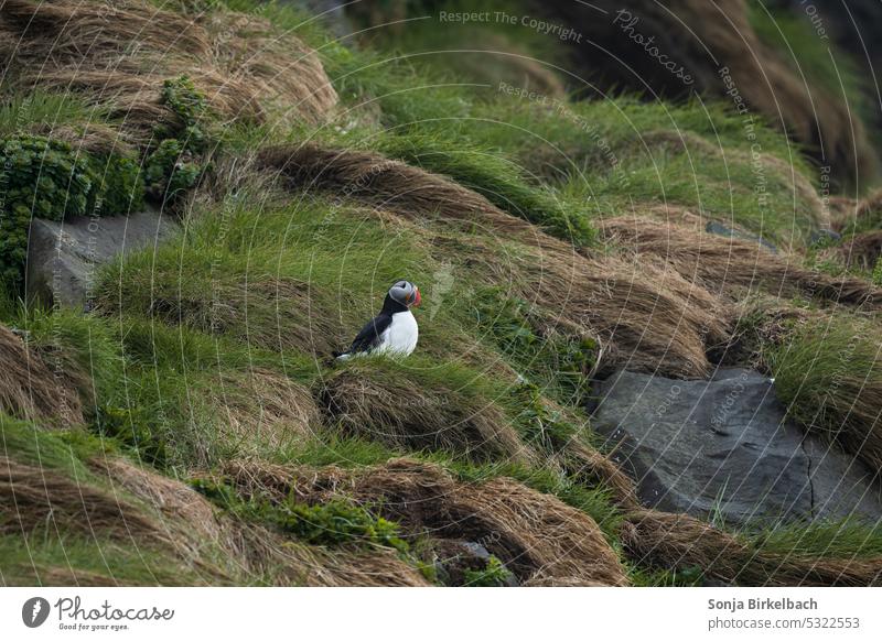 High up in the rocks... the first puffins are breeding :) birdwatching Rock arctic Funny Enchanting animal world Wild Atlantic colourful fratercula arctica Cute