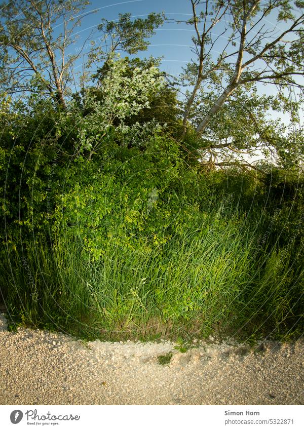 Tree, bush, dirt road and meadow wayside biodiversity Habitat shrubby Meadow variety Nature Environment Environmental protection Picturesque Green Growth Sky