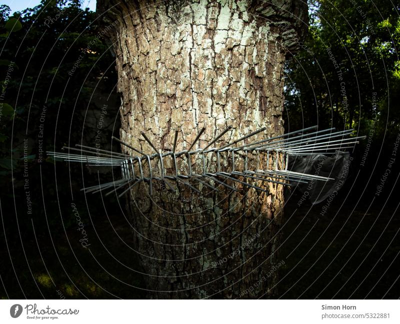 Cat repellent belt on a tree trunk Cat protection Tree trunk bird's nest Barrier Protection incubate breeding ground bird protection defense robber