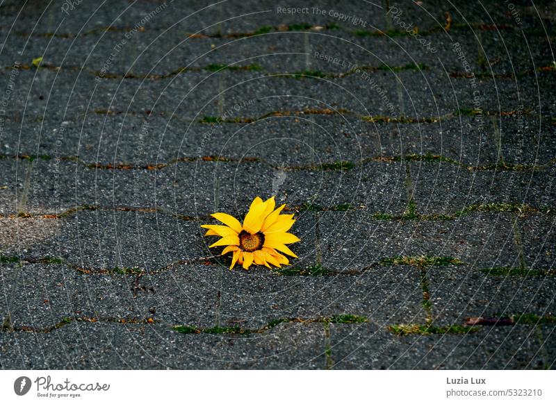 a torn off yellow flower lies in the shade Blossom Yellow Limp fading torn down Rudbeckia pavement Shadow bone stones Summer Flower