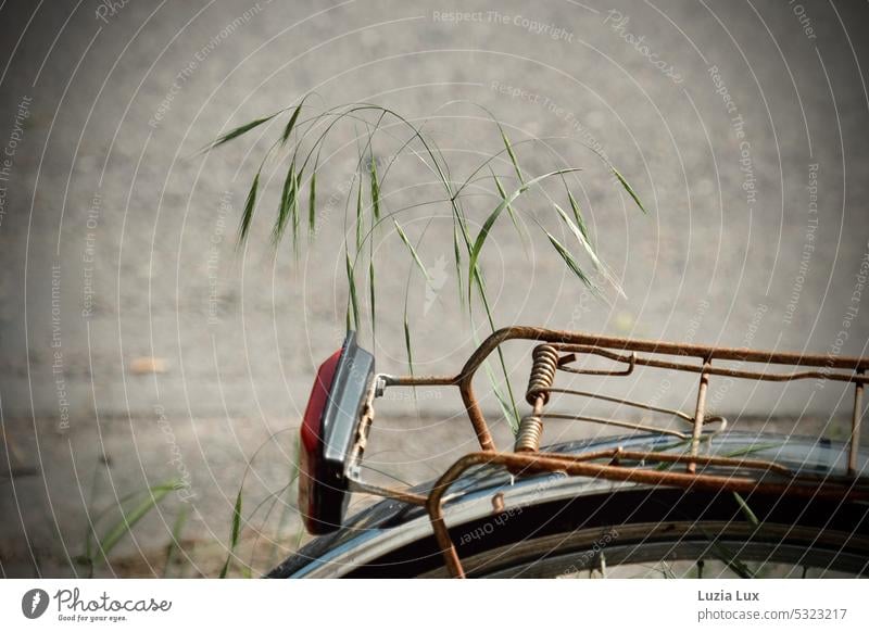 fresh grass grows around an abandoned bicycle... Forget forsake sb./sth. Old rusty Bicycle luggage carrier Rear light Red Bright sunny Spring Green fresh green