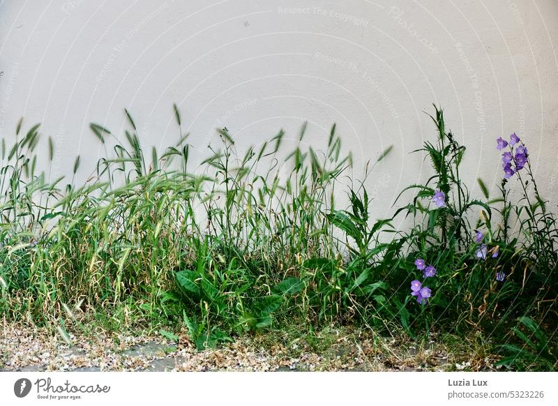 various grasses and a bellflower in front of a bright house wall stalks Green Blue blue flowers Blue flower Nature naturally Spring Summer daylight blossom