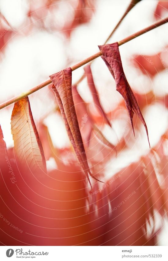 reddish-red Environment Nature Plant Autumn Bushes Leaf Natural Red Colour photo Exterior shot Close-up Deserted Day Shallow depth of field