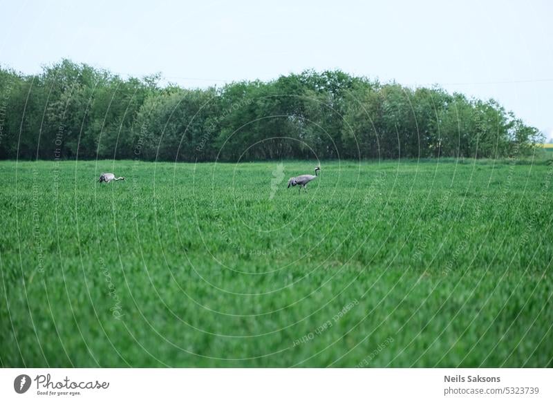 Crane (Grus canadensis) in a field animal background beautiful bird birdwatching canada crane cranes grass grus grus canadensis marsh migration natural nature