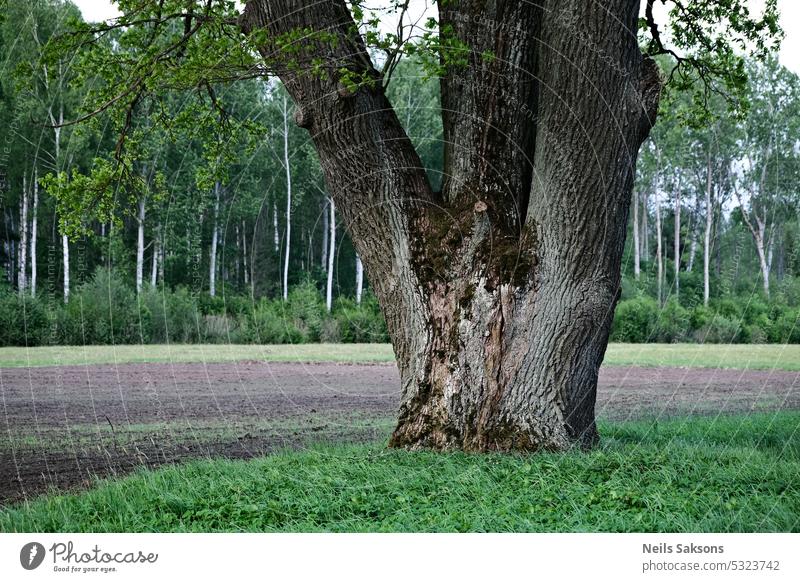 Big old oak tree in the meadow. background beautiful bright day environment europe field flora flower forest garden grass green landscape leaves nature outdoor