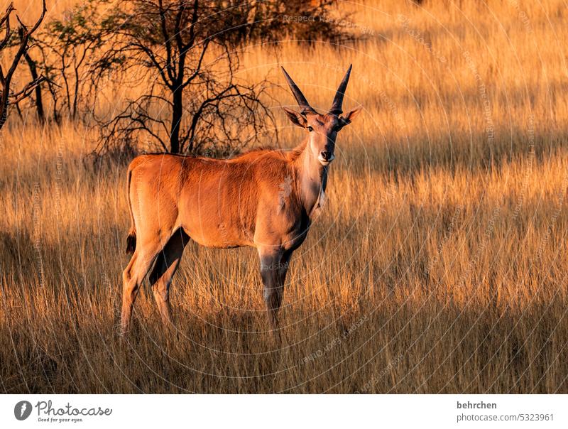 Beauty & Beauty beautifully Lonely on one's own Animal protection Love of animals aridity Savannah Grass Impressive especially Landscape Vacation & Travel