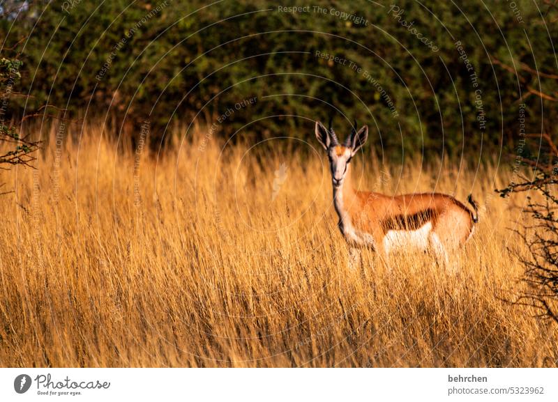 jump into the field Love of animals Animal protection aridity Savannah Grass especially Impressive Vacation & Travel Nature Freedom Adventure Colour photo