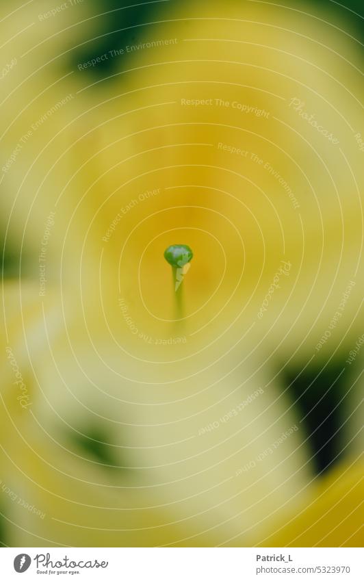 Blossom of yellow flower Flower Plant Macro (Extreme close-up) Nature Detail Exterior shot Leaf leaves Close-up Colour photo Summer blurriness Deserted