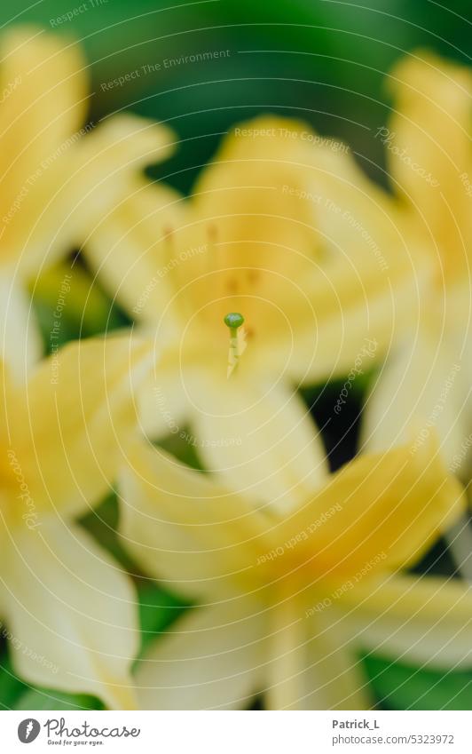 Blossom of yellow flower Flower Plant Macro (Extreme close-up) Nature Detail Exterior shot Leaf leaves Close-up Colour photo Summer blurriness Deserted