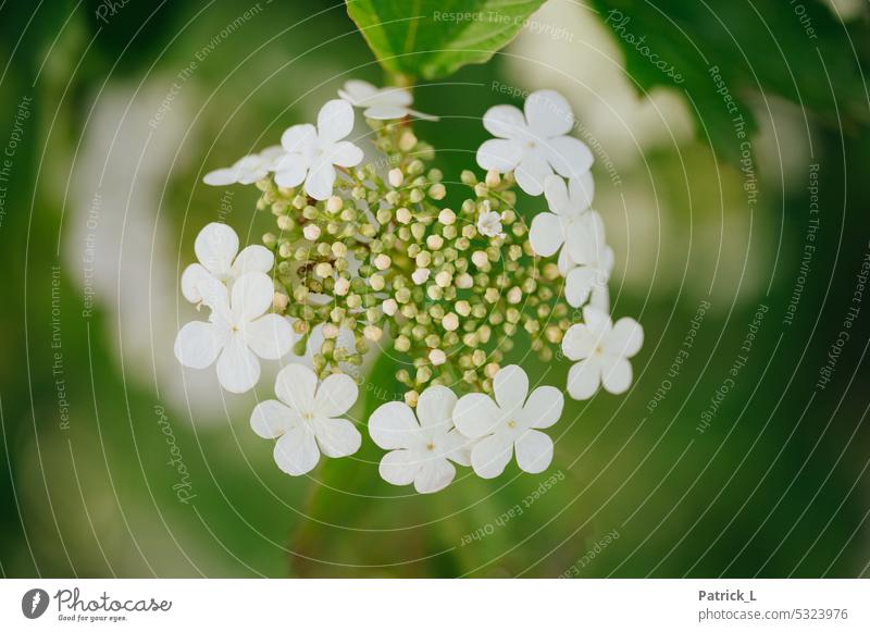 Close up of a flower blossoms leaves Plant Nature Green Flower Close-up Colour photo Garden naturally Summer Shallow depth of field White Yellow bokeh structure