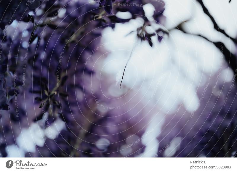 tiny detail of plant in back light purple Plant Blossom Back-light bokeh blurriness macro shot blossoms shilouette Gorgeous dream hazy Cone of light Nature