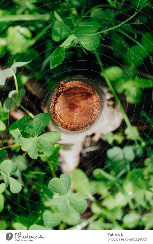 A sawed off tree stump surrounded by clover Leaf Plant blurriness bokeh Clover Structures and shapes Portrait format Free space Depth of field Detail Green