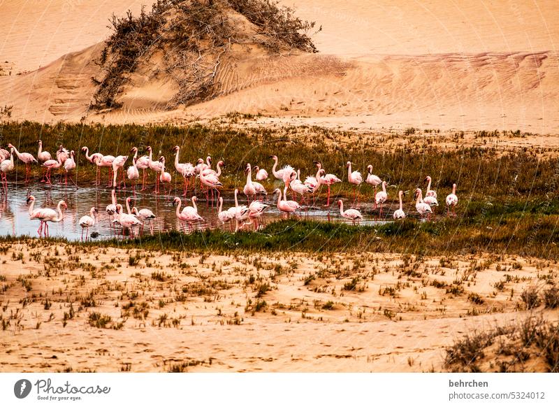 group bathing Gorgeous Dream sandwich harbour sand dune dunes duene Swakopmund especially Walvis bay Impressive Landscape Colour photo Adventure Freedom Nature