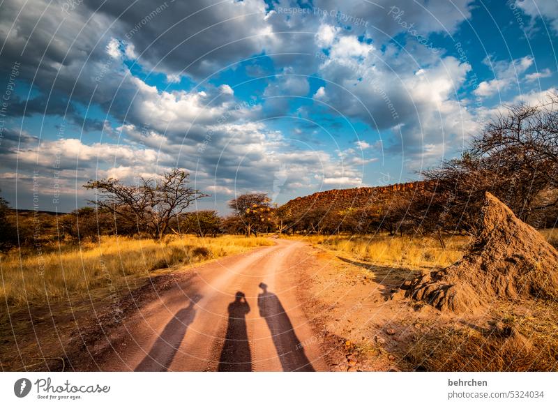 we all have a shadow! Waterberg Warmth Tree Exterior shot Africa Namibia Landscape Far-off places Wanderlust Vacation & Travel Sunlight Dusk especially Gorgeous