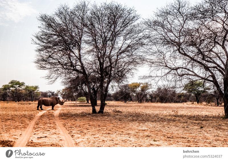 traffic obstruction impressive White rhinoceros stately Love of animals Wilderness Trip Tourism Vacation & Travel Namibia Africa Animal Adventure Far-off places