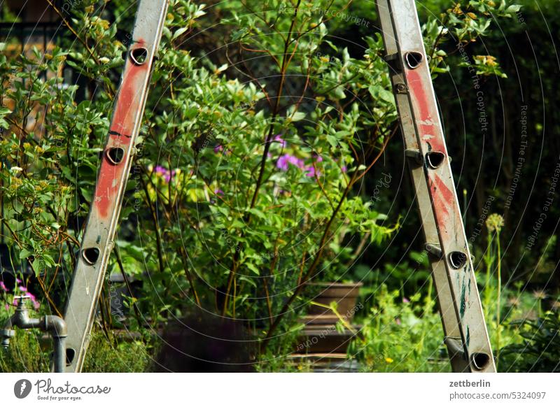 Stepladder in garden Branch Tree blossom Blossom Dark Twilight Relaxation awakening holidays spring Spring spring awakening Garden Hedge Sky allotment