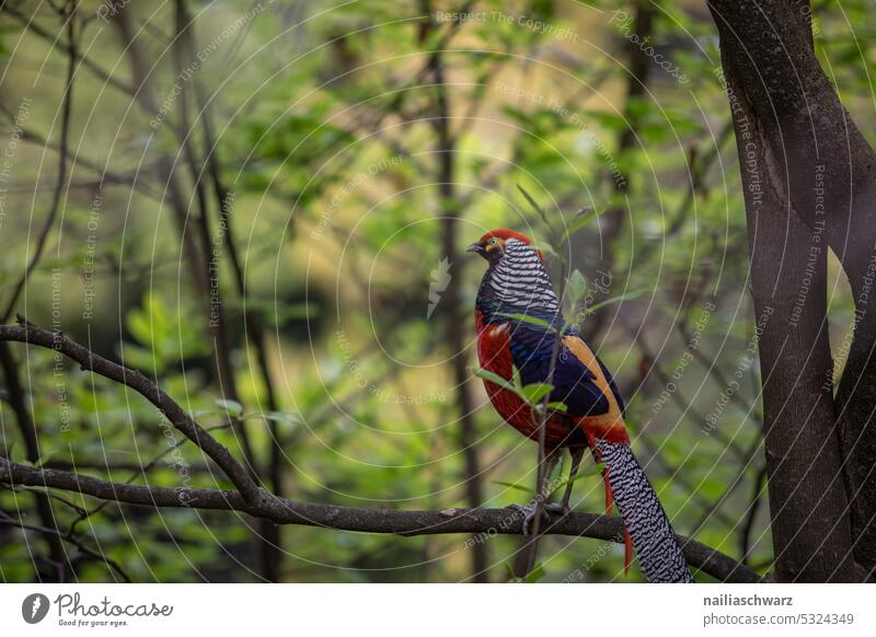 pheasant Wild bird bird portrait standing animals Bird tail feathers Tails Beak Pheasants shy phasianus Nature hunting pheasant jagged Rooster Green plumage