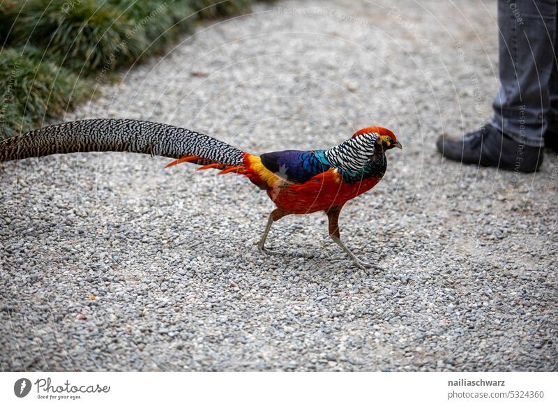 pheasant Wild bird bird portrait standing animals Bird tail feathers Tails Beak Pheasants shy phasianus Nature hunting pheasant jagged Rooster Green plumage