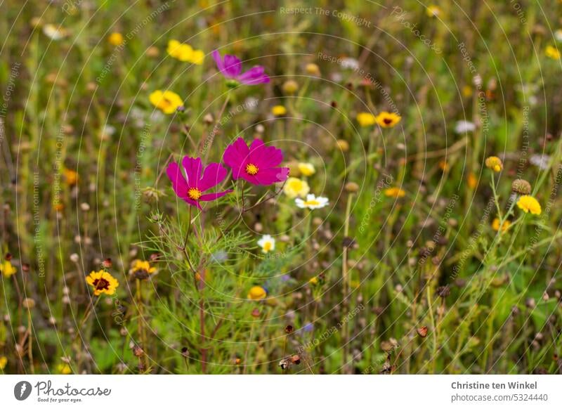 Flower meadow with three jewel basket (Cosmos bipinnatus) Cosmeen Honey flora Summer Summerflower flowers plants Nature blossom Cosmea cosmetics Garden yearlong