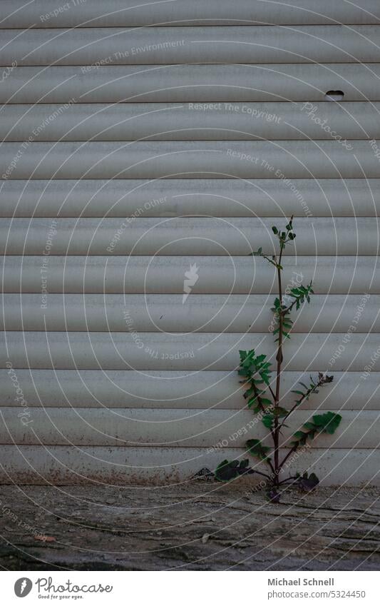 Plant growth on an old window sill roller shutter Window Closed Facade Gloomy Gray Building lowered Uninhabited Deserted Town Roller shutter Living or residing