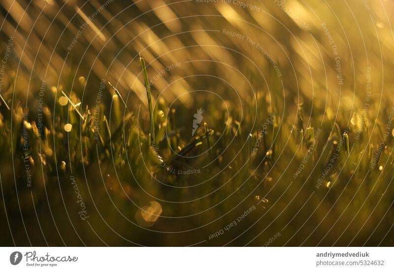 Close up spraying water on green lawn grass with garden watering can, sprayer hose or automatic sprinkler irrigation system in sunlight. Home gardening care concept at summertime. Garden equipment.